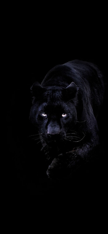 Black Panther, Animal, , Backgrounds HD phone wallpaper
