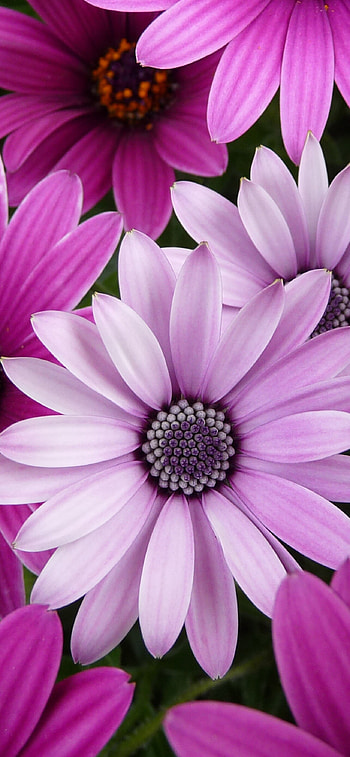 Daisy flowers , beauty, Purple and pink blooms, Garden close-up HD phone wallpaper