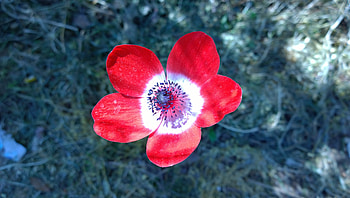 Flowers, Flower, Petals, Bud, Anemone HD wallpaper
