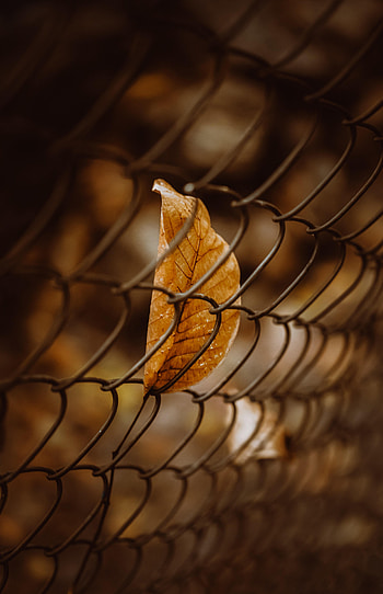 Macro, Brown, Grid, Leaflet HD phone wallpaper