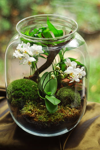 A beautiful terrarium featuring white orchids and moss in a glass jar, perfect for indoor decor. HD phone wallpaper