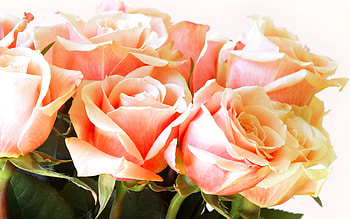 Plants, Flowers, Roses HD wallpaper