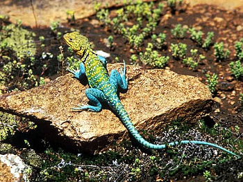 Beautiful Lizard, colors, beautiful, lizard HD wallpaper