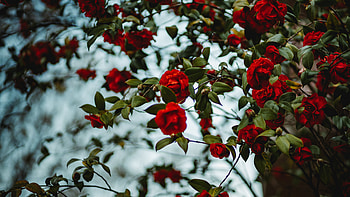 Flowers, Bush, Rose Flower, Rose, Bloom, Flowering HD wallpaper