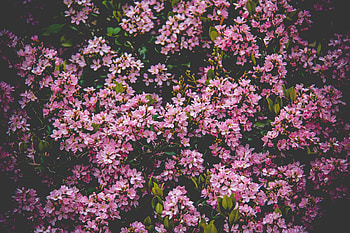 Flowers, Bush, Bloom, Flowering HD wallpaper