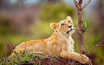 lionet, wildlife, predators, Africa, lion cub, wild nature, bokeh, lion HD wallpaper