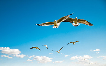 Animals, Birds, Seagulls HD wallpaper