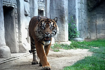 Well, What are you Doing?, grass, cat, tiger, cement HD wallpaper
