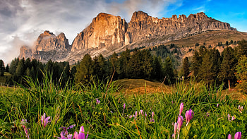 Spring in mountains, wildflowers, hills, freshness, grass, forest, spring, rocks, crocuses HD wallpaper