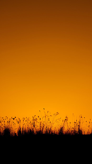 Grass, Twilight, Dark, Silhouette, Dusk, Outlines HD phone wallpaper