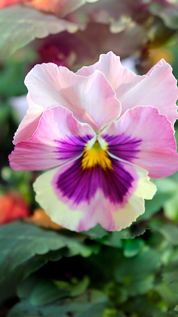 Pansy, Pink HD phone wallpaper
