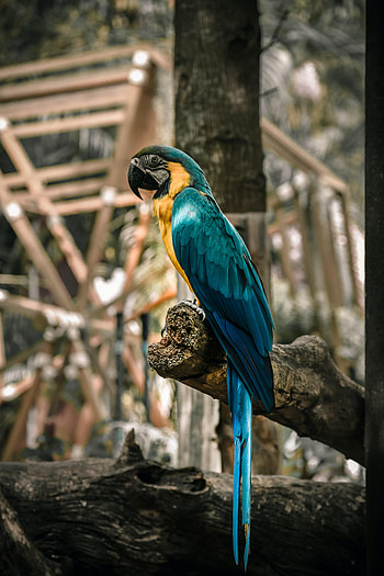 Animals, Birds, Parrots, Wood, Multicolored, Motley, Tree, Macaw HD phone wallpaper