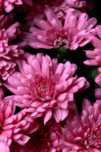 Flowers, Pink, Chrysanthemum, Wet, Dew HD phone wallpaper