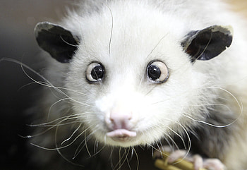 Animals, Muzzle, Wool, Language, Tongue, Opossum HD wallpaper