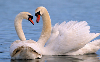 Swnans, swans, birds, animals, love, , , cute, nature HD wallpaper