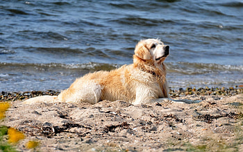 Animals, Water, Sand, Shore, Bank, Sit, Dog, Labrador HD wallpaper