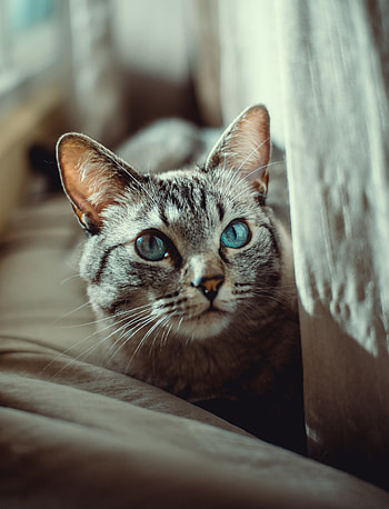 Blue eyes, cat, curious HD phone wallpaper