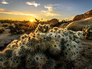 Joshua Tree at Sunset, national park, clouds, joshua tree, nature, sunset HD wallpaper