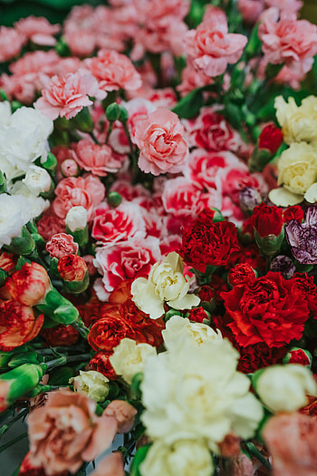 Flowers, Carnations, Multicolored, Motley, Bouquet HD phone wallpaper