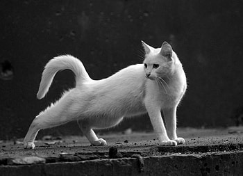 stretching, white, animals, pets, cat HD wallpaper