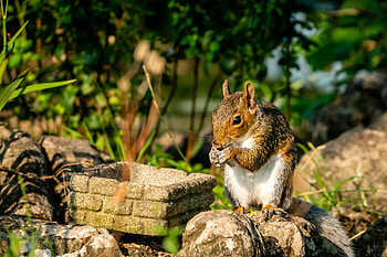 Animals, Squirrel, Stones, Animal, Rodent HD wallpaper