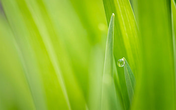 Nature, Grass, Macro, Greens, Drop, Focus, Dew HD wallpaper