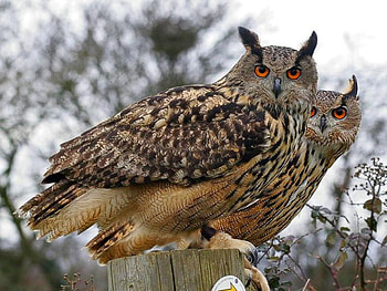 Big Birds, cool HD wallpaper