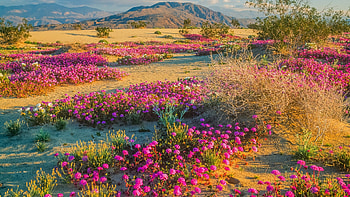 Spring wildflowers in Anza-Borrego Desert State Park, California, hills, flowers, spring, blossoms, usa HD wallpaper