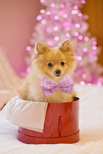 Pomeranian, Family pet, Adorable choices, Heartwarming companions HD phone wallpaper