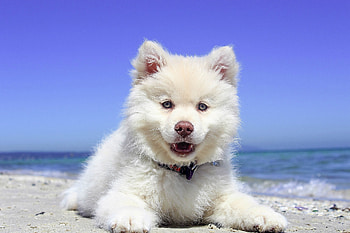 Animals, Lies, Dog, Puppy, Open Mouth, Finnish Lapphund HD wallpaper
