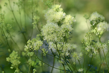 Meadow Flowers, field, green, meadow, grass, flowers HD wallpaper