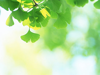 Pure and Fresh Green Leaves, grass, leaves, nature, green HD wallpaper