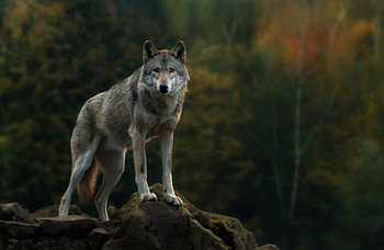 Nature wolf , Stunning landscapes, Harmonious coexistence, Natural beauty HD wallpaper