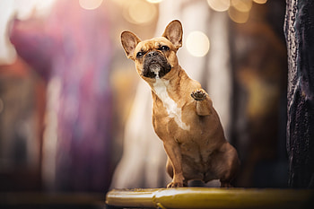 Animal, french bulldog HD wallpaper