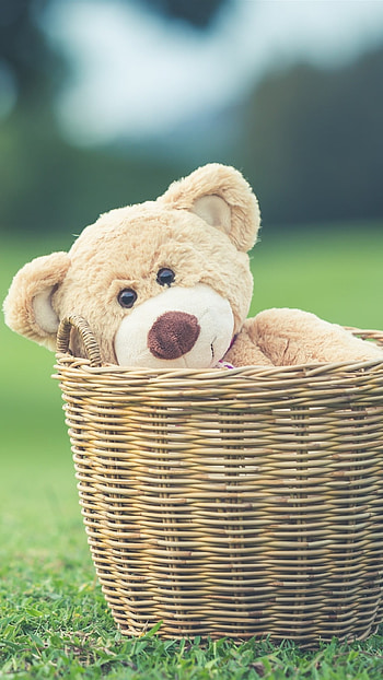 Cute Summer, Teddy Bear, Basket HD phone wallpaper