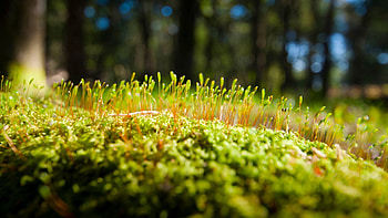 Grass, Macro, Surface, Moss HD wallpaper
