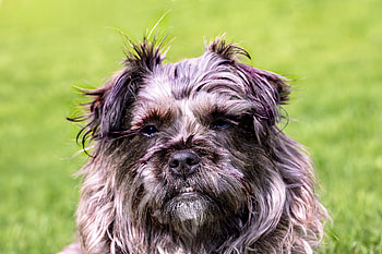 Animals, Grin, Dog, Muzzle, Shaggy HD wallpaper