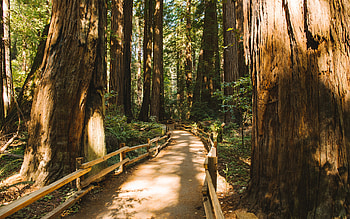 Redwood forests, Muir woods path, Enchanting trail, Nature's majesty HD wallpaper