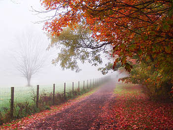 Landscape, Trees, Roads, Autumn HD wallpaper