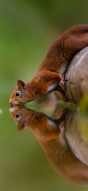 Water drinking squirrel, Reflections HD phone wallpaper