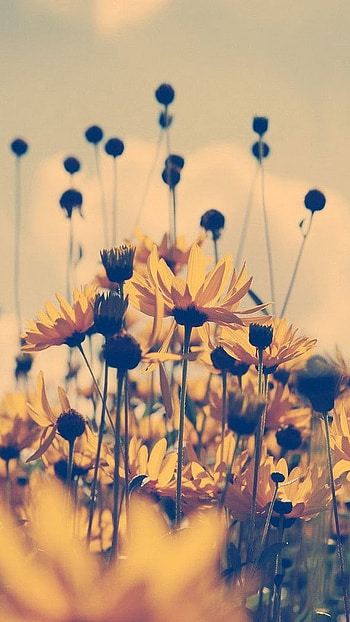 Cute Summer, Spring, Summer, Flowers HD phone wallpaper