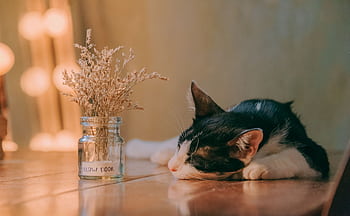 A serene scene of a black and white cat sleeping next to a vase of dried flowers on a wooden table indoors. HD wallpaper