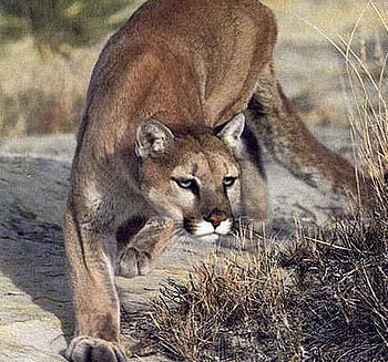 Mountain Lion, mountains, cougar HD wallpaper
