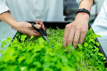 Close-up of a scientist's hands harvesting microgreens in a lab with scissors and plant box. HD wallpaper