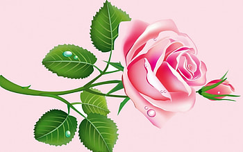 Rose, pink, bud, flower, green, vector, water drops HD wallpaper