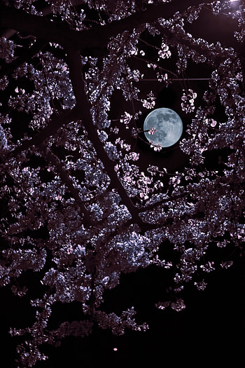 Leaves, Moon, Dark, Branches HD phone wallpaper