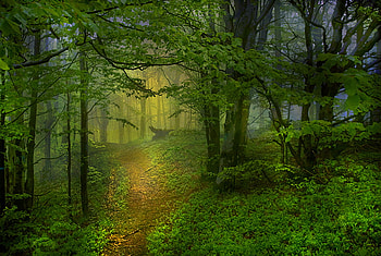 Wood, forests, nature, green HD wallpaper