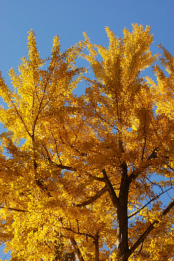 Ginkgo Biloba, Majestic tree, Golden foliage, Natural beauty HD phone wallpaper