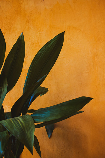 Leaves, Plant, Miscellanea, Miscellaneous, Wall HD phone wallpaper