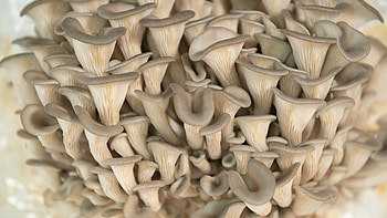Sawdust spawn block, Blue oyster mushroom, Pleurotus columbinus, Mushroom cultivation HD wallpaper